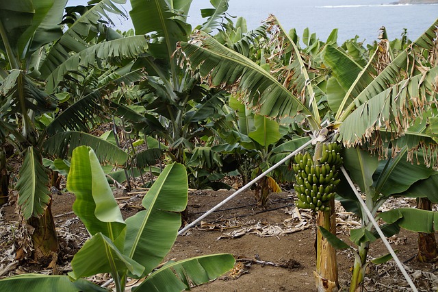 GENE EDITING BANANA