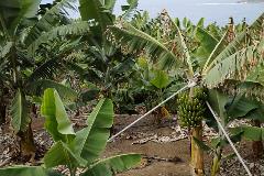 GENE EDITING BANANA