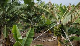 gene editing banana