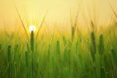 Agricoltura