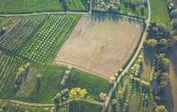 campo coltivato