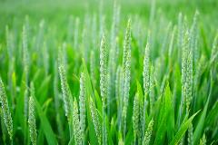 editing genomico agricoltura