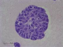 organoide