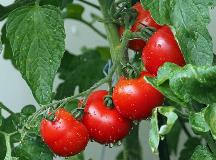 pomodori